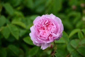 Kännetecknande för Rosa centifolia är mängden kronblad. Den kallas också Provenceros och används flitigt i fransk parfymtillverkning.<br /> Foto: Pascal Cottel